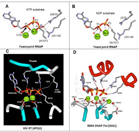 Nucleic Acid Polymerases Kindle Editon