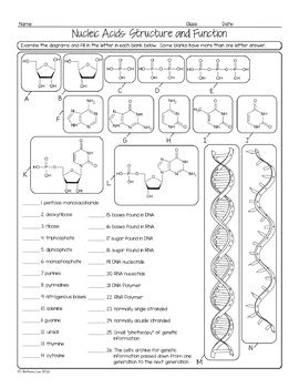 Nucleic Acids Worksheet Answer Key Reader