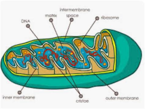 Nucleus: The Powerhouse of Your Home