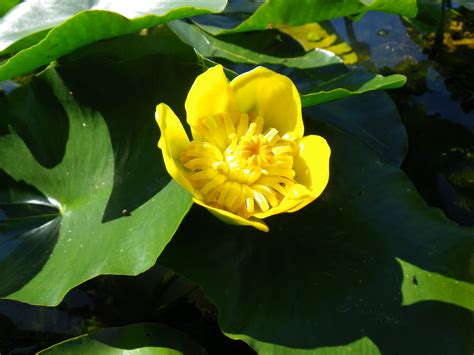 Nuphar lutea