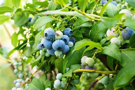 Nurture Your Berry Bushes: A Comprehensive Guide to Fertilizing for Abundant Yield