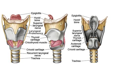 Nurtures the Throat and Voice: