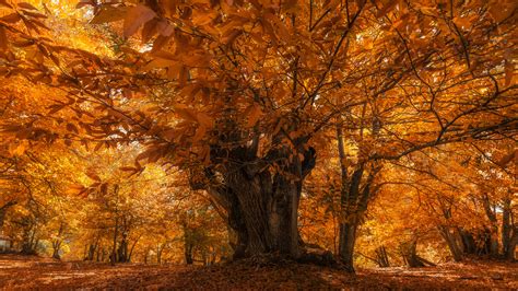 Nut Trees: Nurturing Nature's Bountiful Gift