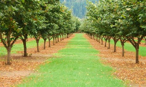 Nut-Bearing Trees: A Profitable Investment for Farmers