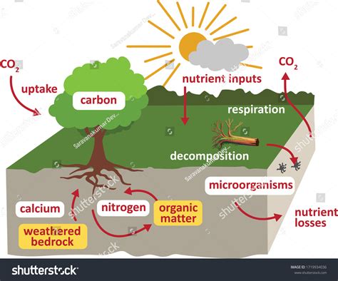 Nutrient Cycling: