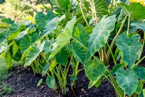 Nutrient Needs of Elephant Ears