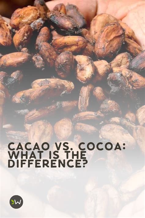 Nutritional Profile of Cacao