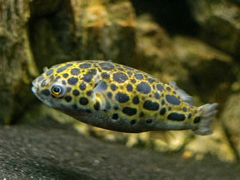 Nutritional Profile of Leopard Puffer Fish