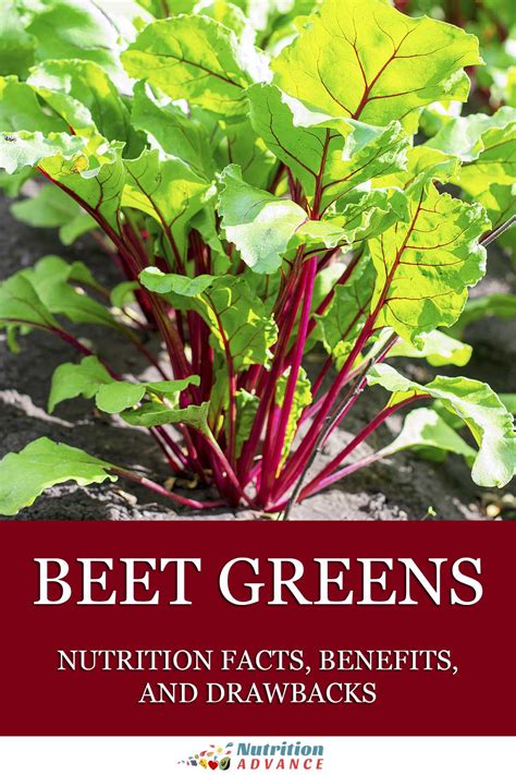 Nutritional Value of Beet Greens