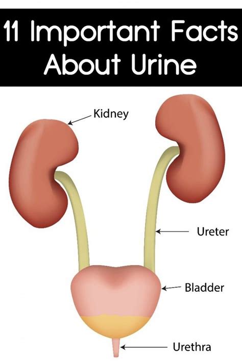 Nutritional Value of Urine