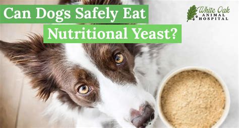 Nutritional Yeast for Dogs: The Ultimate Guide