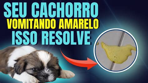 O Alerta Vermelho: Cachorro Vomitando Amarelo