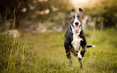 O Brabet Tigre: Um Cão Fiel e Protetor