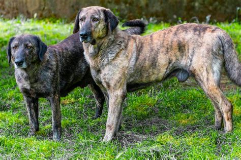 O Cão de Guarda: Um Protetor Fiel