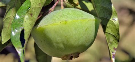 O Cambuci: A Fruta Nativa Brasileira com Inúmeros Benefícios para a Saúde