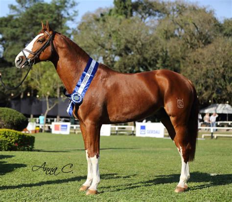 O Cavalo Brasileiro: Um Investimento de Excelência no Hipismo