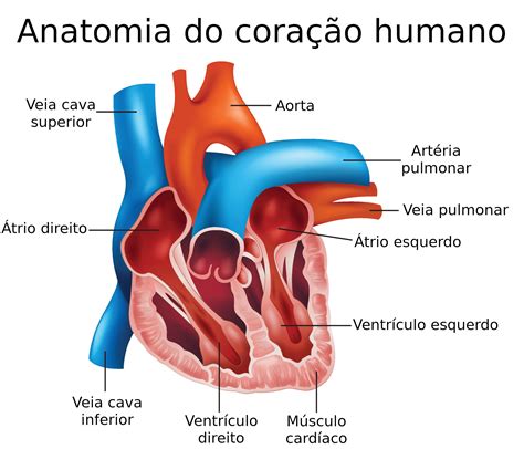 O Coração Humano Real: Um Guia Completo para um Corpo Saudável