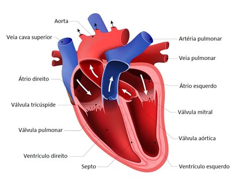 O Coração da Cardiologia: Vida Cor Central