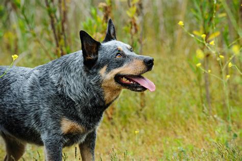 O Guia Definitivo do Blue Heeler: Um Companheiro Leal e Ativo