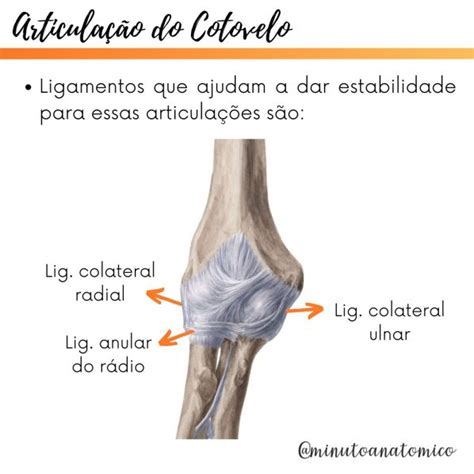 O Guia Definitivo dos Cotovelos: Anatomia, Cuidados e Doenças