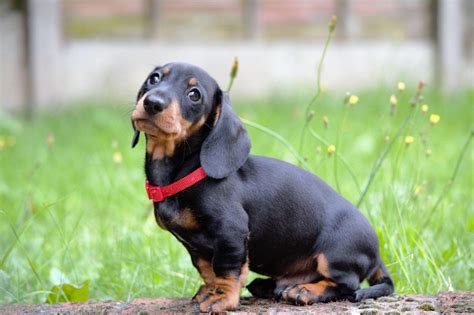 O Guia Definitivo para Cuidar do Dachshund