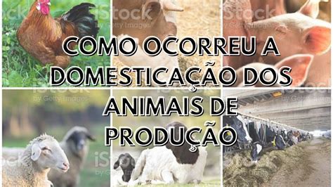 O Guia Definitivo para Domesticação de Animais: Descobrindo as Técnicas Essenciais