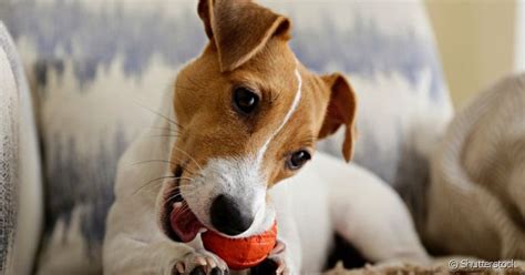 O Jack Russell Terrier: Guia Completo