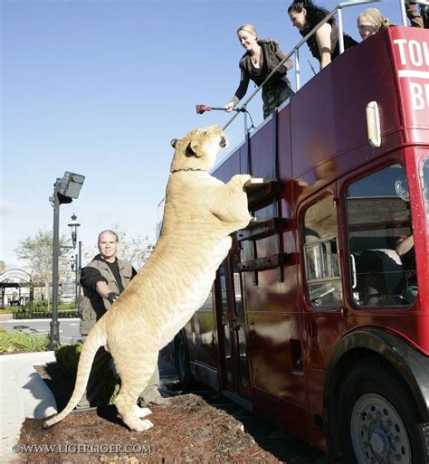 O Leão Proveedor: Um Guia Completo para o Gigante Felino