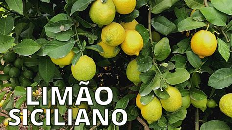 O Limão Siciliano: Um Tesouro Culinário e Medicinal