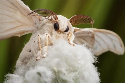 O Maravilhoso Mundo do Bicho-da-Seda: Guia Completo para Apreciar Esta Criatura Extraordinária