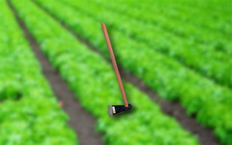 O Número do Cria Alagoas: Uma Ferramenta Essencial para Agricultores Alagoanos