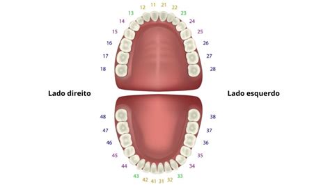 O Número dos Dentes: Uma Jornada ao Longo da Vida