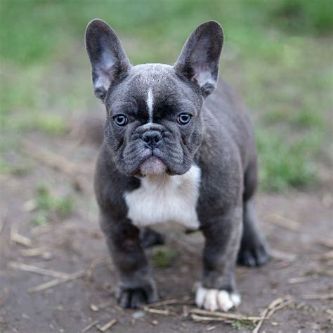 O Nobre Bulldog Francês Azul: Um Guia Completo