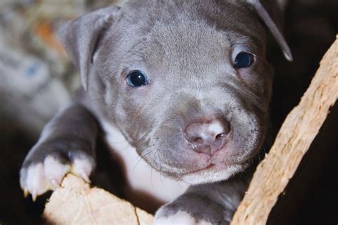 O Pitbull Monstro Filhote: Guia Completo para Donos Responsáveis