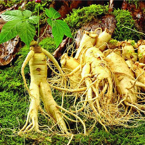 O Que É Ginseng Panax?