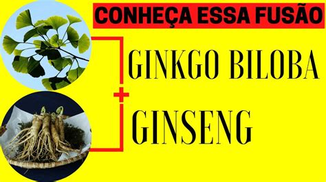 O Que é Ginkgo-bet?