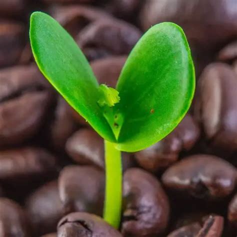 O Que é Muda de Café?