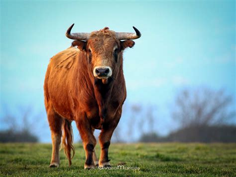 O Que é a Toro?