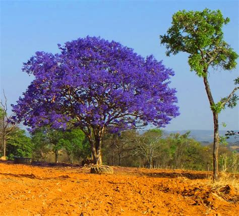 O Valor do Jacarandá