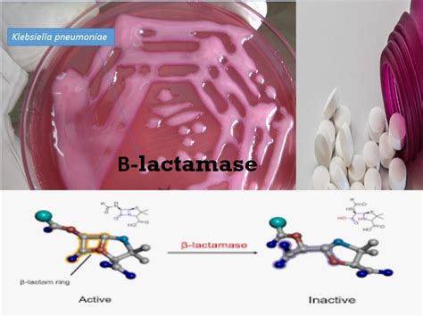 O que é Penicilinase Beta Lactamase?