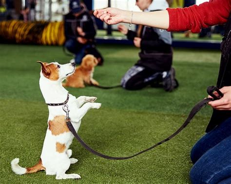 Obedience Training: An Investment in Your Dog's Well-being