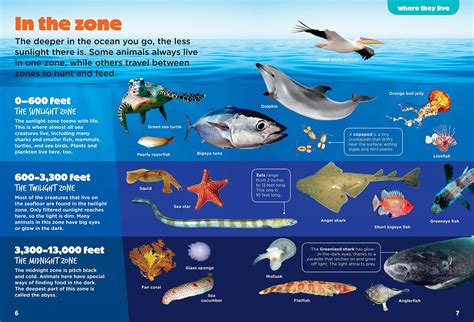 Ocean Animal Adaptations Kindle Editon