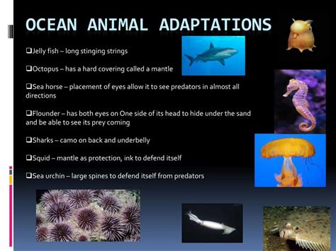 Ocean Animal Adaptations Kindle Editon