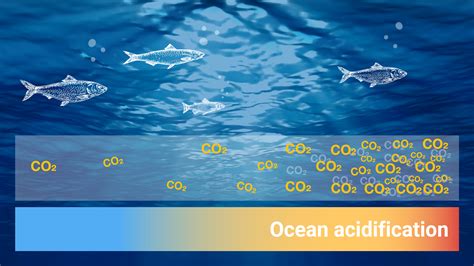 Ocean acidification: