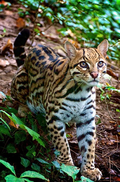 Ocelot Swinger: An Extraordinary Breed for the Discerning Cat Enthusiast