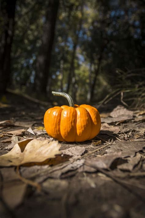 October: The Height of Autumn Splendor