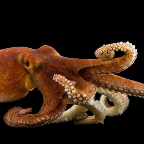 Octopus Head