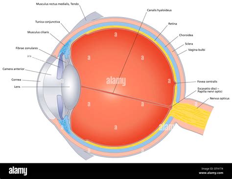 Oculi: A Comprehensive Exploration of the Eyes in Latin