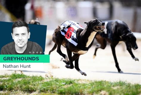 Oddschecker Greyhounds