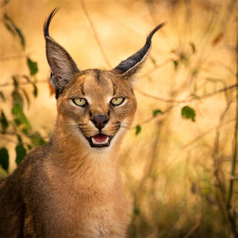 Ode to the Alluring Caracal Cat: A Feline Enigma Unveiled